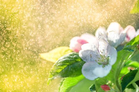 Beautiful spring morning. Sunny day.Blooming flowers of apple tree on branches. Close up of apple flowers with defocus background. blur pink background.Ray of light in drops of rain and dew.の写真素材