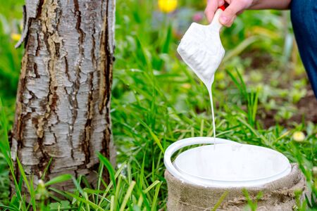 whitewashing of a young apple tree in early spring on a sunny day. protect it from insects and fungal diseases.farmer gardener's hand covers the whitewashed trunk of a young apple treeの写真素材