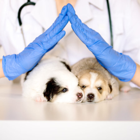 Square size. Vet holding a couple of cute puppies. Cute newborn dog is sleeping. Care and treatment...