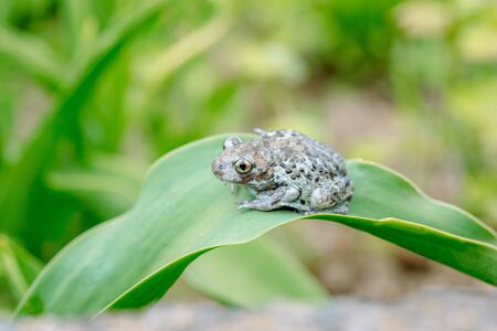 Dumpy Frogs Sitting on a Flower.Beautiful summer card.Amphibian on a flower. green background blues bokehの写真素材