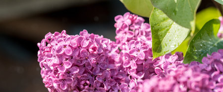 long banner.Violet purple lilac. flowering branch. many small flowers. Selective focus Beautiful...