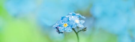 long banner forget me not.forget-me-not macro. Violet blue blur background. Summer Spring cardの写真素材