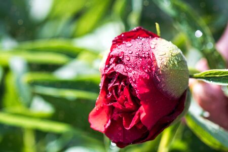 Sexy bud like the lips of a girl.Red peony in the summer gardenの写真素材