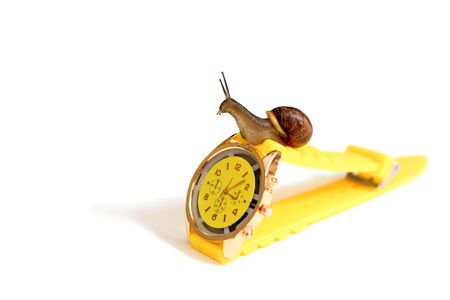 Yellow wristwatch and snail isolate on white. clock hands. concept of time, slow, waiting, Time management. copy space.の写真素材
