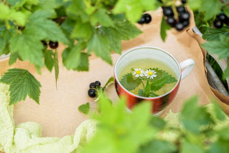 natural currant tea. summer in the village. farmer's crop. breakfast outdoorsの写真素材