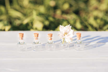 flowers on wooden background.beautiful flowers of gelichrysum. outdors in village, sunset in the evening, sunlight. The concept of individuality is out of the box, not like everyone elseの写真素材