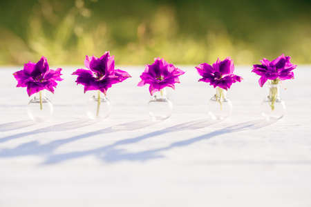 Purple and purple flowers of Helichrysum, Summer evening in the village, warm sunny sunset, shadows of outdoors. Beautiful plants of Batanica in a glass flask.の写真素材