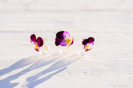 Purple and purple flowers of pansies, Summer evening in the village, warm sunny sunset, shadows of...