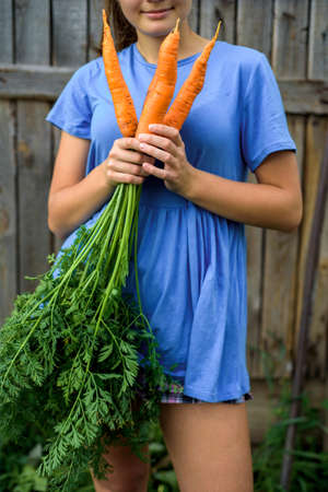 Summer bouquet with organic carrots in woman handsの写真素材