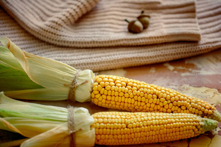 Autumn composition flatlay. Ear of corn and yellow pumpkins on a knitted cozy sweater.