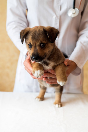 Female vet holding cute puppy in hospitalの写真素材
