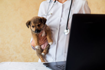 Online consultation with a veterinarian, vet doctor holding a puppyの写真素材