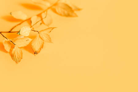 Flat lay of nature pattern colorful autumn leaves on yellow background. Seasonal conceptの写真素材