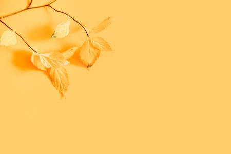 Flat lay of nature pattern colorful autumn leaves on yellow background. Seasonal conceptの写真素材