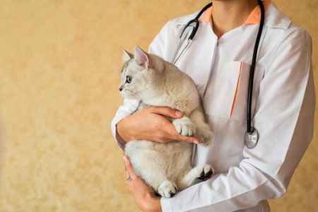 examination of a cat by a veterinarian in a vet clinic. Scottish chinchilla straight,Vaccinating a kittenの写真素材