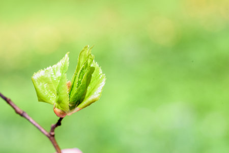 Young bud on a branch,blue sky. beautiful spring card. blurred blue bokeh background. concept of growth, dawn, awakening. Life revival concept, horizontal photo.の写真素材