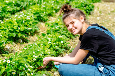 Gardener handles bush of strawberries in the garden. Weed control, planting flowering strawberries bush. Spring gardening.care, transplanting, watering and fertilizing young plants in the garden.の写真素材