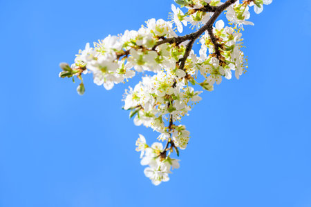 Blooming apple tree. White flowers of apple tree against blue sky