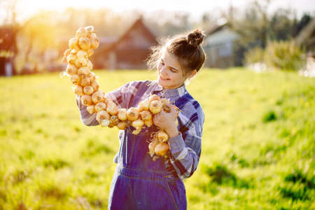 Happy Teenager girl in summer yellow boxing field. Girl farmer preparing for planting bulbs. Bouquet of onions in the hands. Sunny warm day in the villageの写真素材