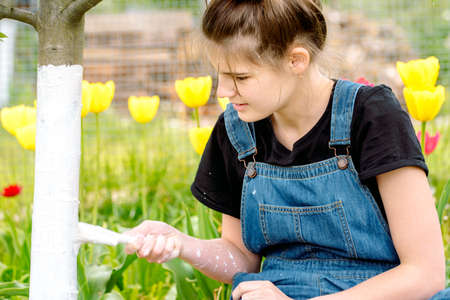 Whitewashing spring trees, protection against insects and pests.A woman paints in white tree trunk with a brush.Whitewashing trees in spring time. Gardening and agriculture, protective.の写真素材