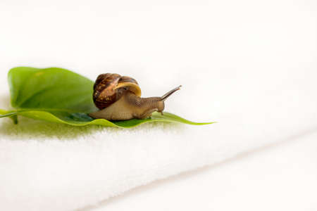 Cosmetics organic made with slaver of snail, for skin and health. Lifestyle beautyの写真素材