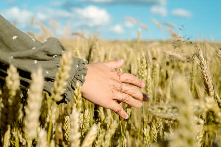 young girl is dancing in a wheat field. Runs his hand over ears. Stands with his back. Hair flying in the wind, life style. emotionally spinning and jumping. freedom concept and hot summerの写真素材