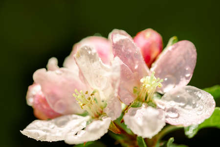 Springtime apple blossomon a dark backgroundの写真素材