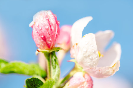 Springtime apple blossom against a bright blue sky.の写真素材