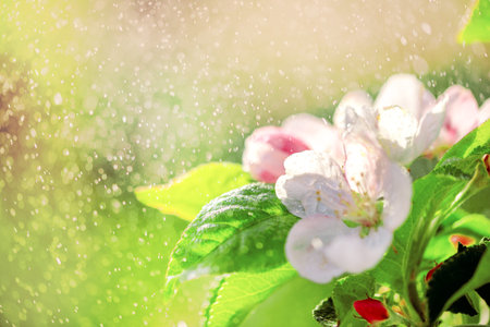 Springtime apple blossom In the sun drops of rain at sunsetの写真素材