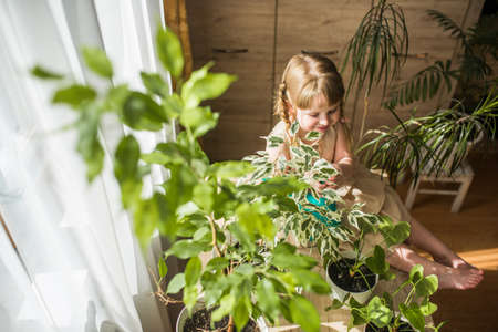 A cute baby girl takes care of houseplants. Girl watering and spraying indoor plants at homeの写真素材