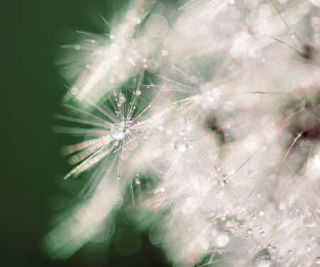 rain drops on dandelion seed in the sunshine of the sunset.の写真素材