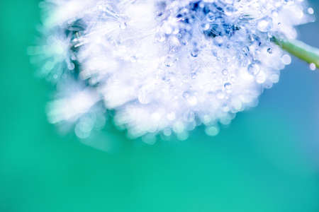 rain drops on dandelion seed in the sunshine of the sunset.の写真素材