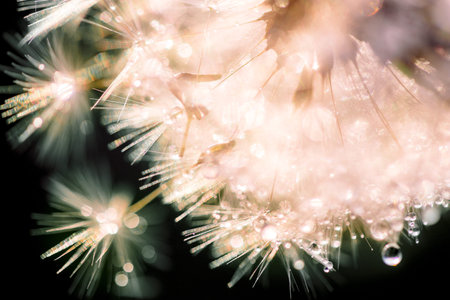 rain drops on dandelion seed in the sunshine of the sunset.の写真素材