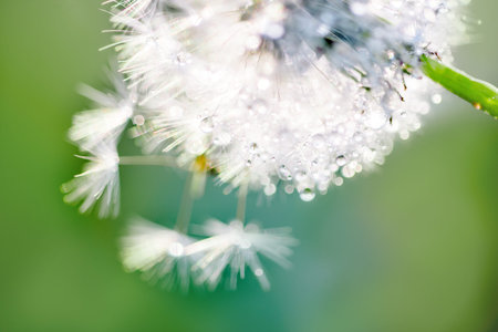 rain drops on dandelion seed in the sunshine of the sunset.の写真素材