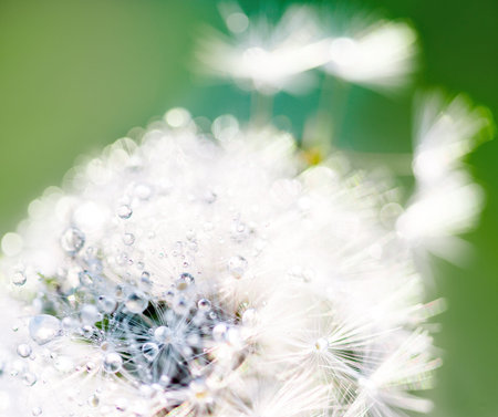 rain drops on dandelion seed in the sunshine of the sunset.の写真素材