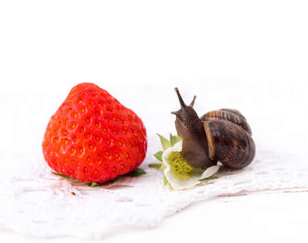 snail sitting on strawberry berry, summer concept, healthy eating. squareの写真素材