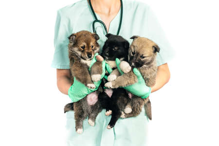 vet and puppy in clinic isolated on white backgroundの写真素材