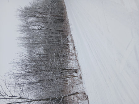 winter landscape with snow-covered trees and a road in the backgroundの写真素材