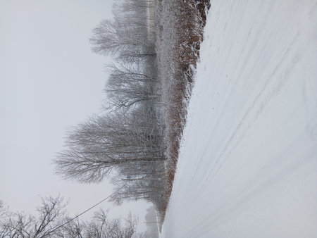 Winter landscape with trees covered with hoarfrost and snow on a cloudy dayの写真素材