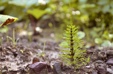 A small plant similar to spruce grows in the ground