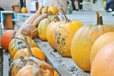 Two rows of ripe pumpkins on the steps of the building on Halloween