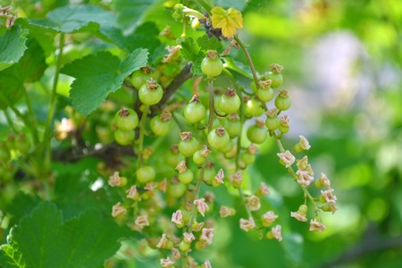 Unripe red currant berries on bush closeupの写真素材