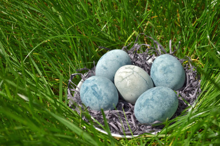 Five blue eggs, painted in tea hibiscus, lie in a hay in a saucer on the grass, like a dragon eggs...