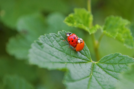 Two ladybug beattles is mating on a leaf of a currant bush, one of them orange and without dotsの写真素材