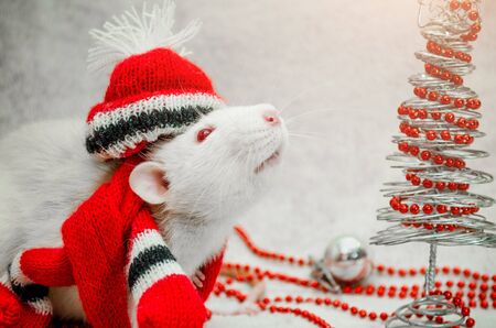 White albino funny rat in red hat and scarf, sniffing air, fur background with New Year tree, silver ball, beads, symbol of the year 2020, with copyspaceの写真素材