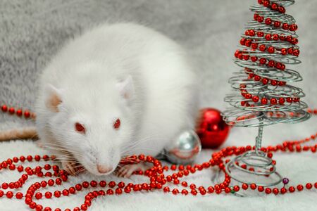 White albino funny rat, fur background with New Year tree, silver ball, beads, symbol of the year 2020, with copyspaceの写真素材