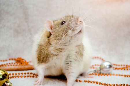 White and yellow rat on fur background with New Year orange and silver balls, symbol of the year 2020の写真素材
