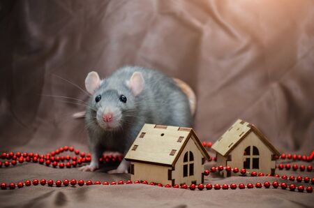 Blue irish domestic cute rat on brown background sits near New Year house and looking forward, symbol of the year 2020の写真素材
