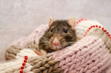 Gray rat with black eyes sitting in a soft cozy knitted scarf with New Year beads, a symbol of the new year 2020, with copyspaceの写真素材