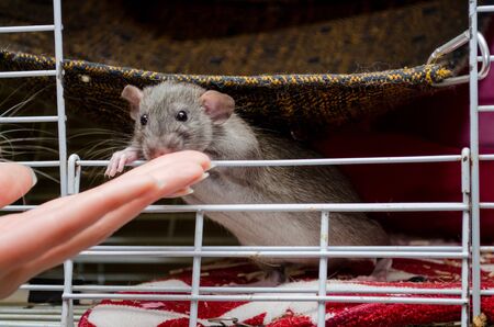 Cute rat agouti standard dumbo sits in a cage with an open window and sniffs a female hand, a symbol of the new year 2020の写真素材